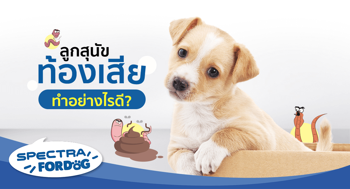 ลูกสุนัขท้องเสีย ทำอย่างไรดี?